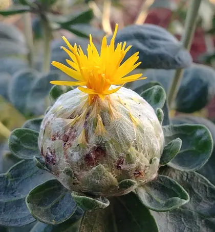 Schöne Blumen