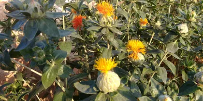 Schöne Blumen