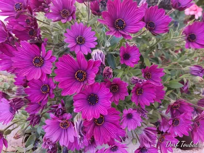 Schöne Blumen