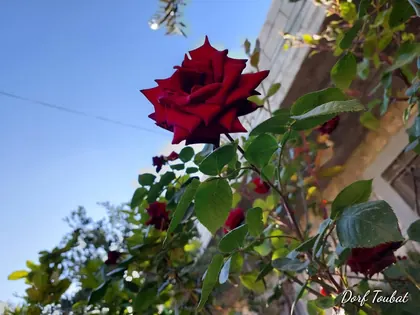 Schöne Blumen