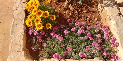 Schöne Blumen